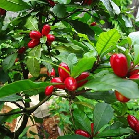 New 10 pcs Chinese Heirloom Synsepalum Dulcificum Fruit Seeds | eBay