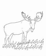 Hatchet Coloring Pages At GetColoringscom  Free Printable Colorings sketch template