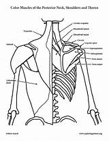 Human Muscles Coloring At Alicia Purdy Blog sketch template