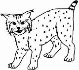 40  Lynx Coloring Pages Free Printable PDF & Online sketch template