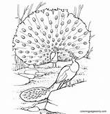 Peacock Feathers Magnificent Coloring Page  Free Printable Pages sketch template