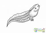 Tadpole With Legs Coloring Page Pages sketch template