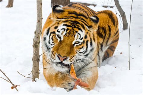 330+ Tiger Eating Meat Food Stock Photos, Pictures & Royalty-Free ...