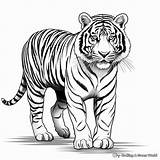 Free Tiger Coloring Pages Unleash Your Inner Artist sketch template
