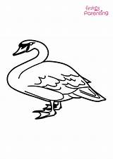 Baby Swan Coloring Pages sketch template