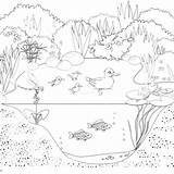 Pond Coloring Pages  Free Printable sketch template