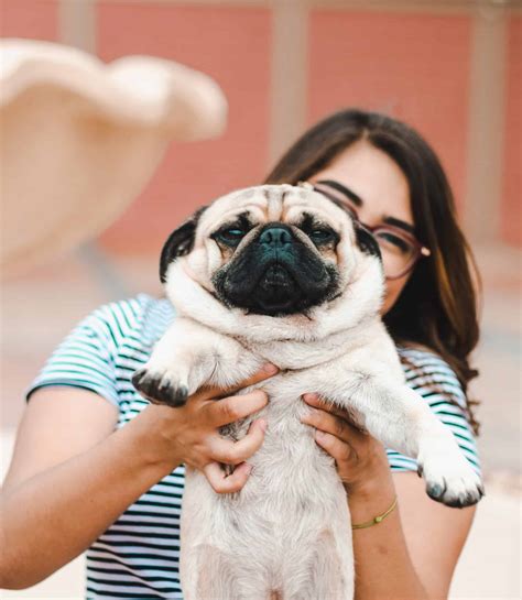 The 177 Most Popular Pug Names | The Dog People