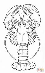 Lobster coloring page  Free Printable Coloring Pages sketch template