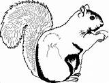 Squirrel Coloring Pages  ColoringBay sketch template