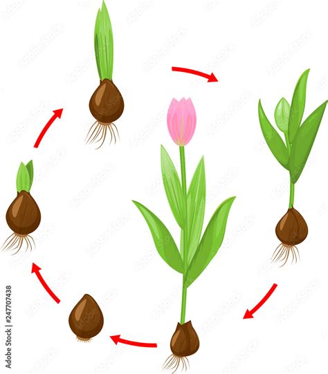 Life cycle of tulip plant. Stages of growth from bulb to adult flowering plant Stock Vector ...