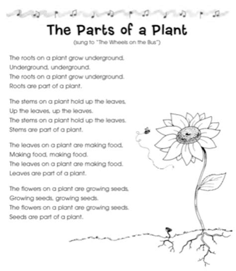 Divine Parts Of A Plant Song Wheels On The Bus Purple Worksheet Preschool