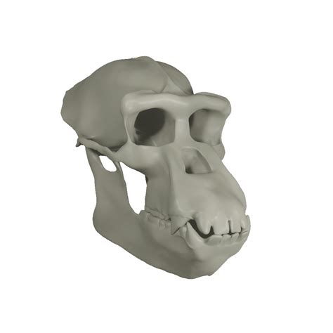 Realistic Chimpanzee Adult Skull 3D - TurboSquid 1972396