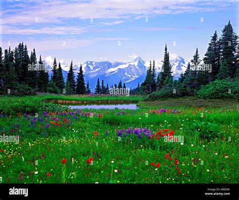 An Alpine Meadow covered with wild flowers Stock Photo - Alamy