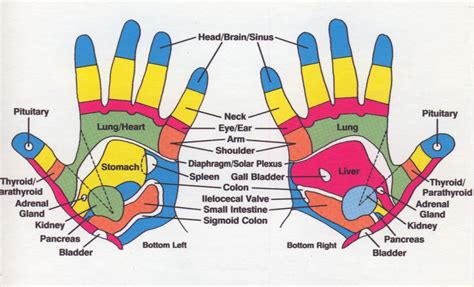 Hand Reflexology Chart Printable