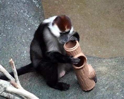 Collared Mangabey - Facts, Diet, Habitat & Pictures on Animalia.bio