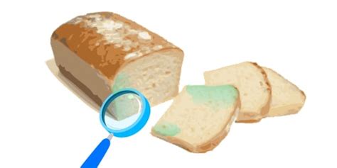 Mold Bread Experiment - What Makes Mold Grow?