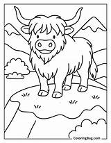 40 Highland Cow Coloring Pages Free Printable PDFs sketch template