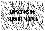 Sugar Maple Tree Coloring Page sketch template