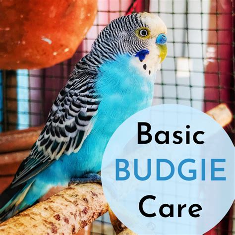 How to Care for Your Pet Budgie - PetHelpful - By fellow animal lovers ...