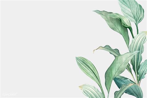 Hand drawn tropical leaves on a white background vector | premium imag ...