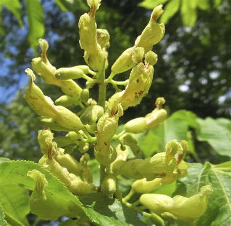 Yellow Buckeye - Tree Guide UK - Yellow Buckeye tree identification