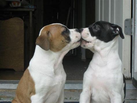 Puppy love * | Puppy kisses, Animals kissing, I love dogs