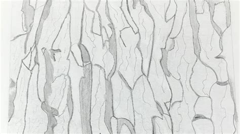 Tree Bark Texture Drawing - pic-spatula