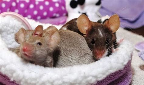 Do Mice and Rats Make Good "Pets?" | PETA