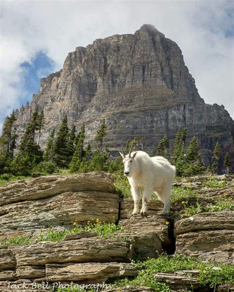 Mountain goat - Glacier National Park, | Glacier national park ...