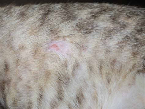 Miliary Dermatitis in Cats: Causes, Signs & Treatments (Vet Answer ...