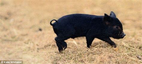 As 25 melhores ideias de Black pigs no Pinterest | Porquinhos, Porcos e ...