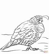 Gambels Quail coloring Page  Free Printable Coloring Pages sketch template