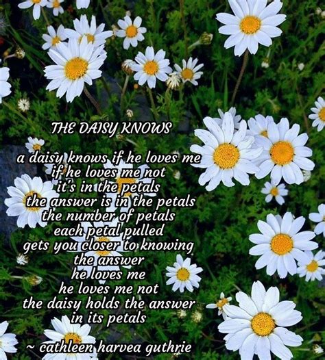 Poems: The Daisy Knows | Daisy flower meaning, Flower meanings, Daisy meaning
