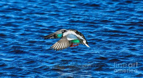 Northern Shoveler Duck Drake Flying Photograph by Merrimon Crawford ...