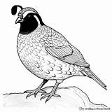 Quail Hunting Coloring Pages sketch template