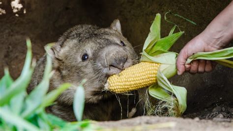 Winnie, Australia’s oldest wombat, marks 31st birthday – World is Crazy