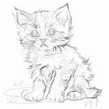 Realistic Kitten Coloring Page  Pages Mimi Panda sketch template