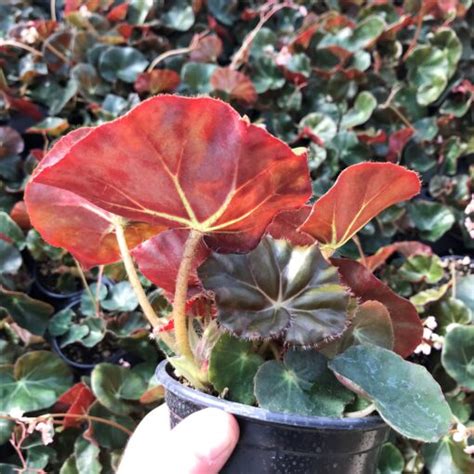 Begonia erythrophylla - Beefsteak Begonia (4.5" Pot) | Little Prince To Go