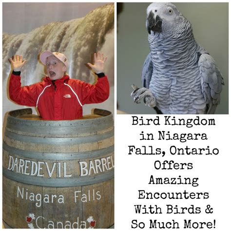 Bird Kingdom In Niagara Falls Ontario Is Amazing! - Dad of Divas