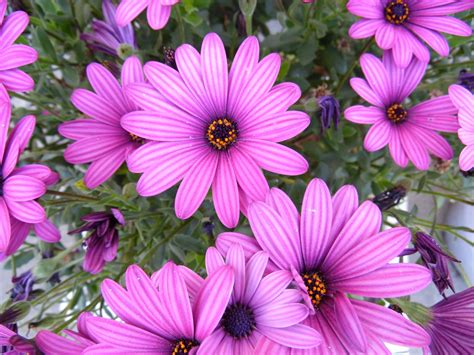 Free photo: pink purple flowers - Blossom, Brown, Flora - Free Download - Jooinn