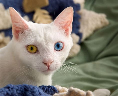 Live Everyday like a Holiday!: Today's Featured Picture is an Odd-Eyed Cat