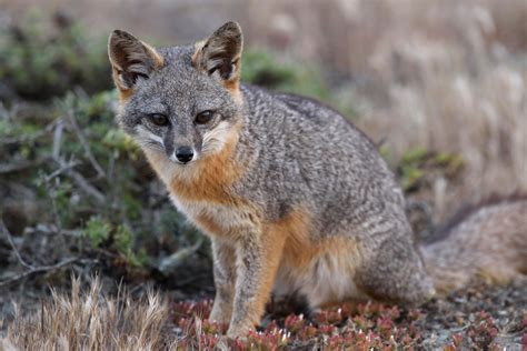 Island Fox | Canidae Wiki | Fandom