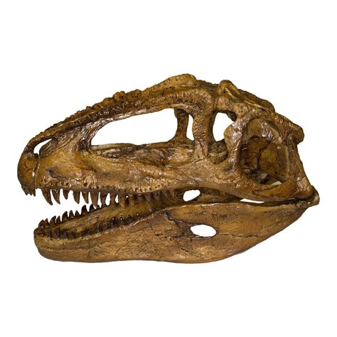 Replica Giganotosaurus (1/9 Actual Size) Skull For Sale – Skulls Unlimited International, Inc.