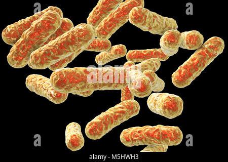 Bartonella henselae bacteria, computer illustration. This bacterium causes cat-scratch disease ...