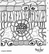 Leaf Anatomy And Coloring Structures sketch template