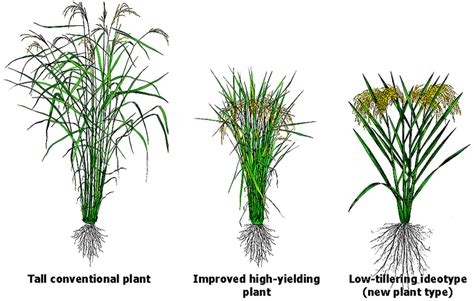 Selective Breeding Plants