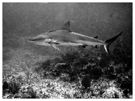 Reef shark | inka.cresswell | Flickr