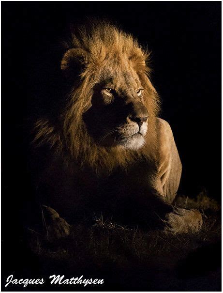 Lions of the night 2 | Lions photos, Lion pictures, Lions