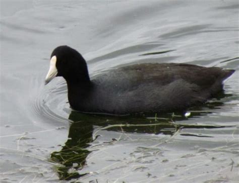 What is That Black Duck with the White Bill? - Birds and Blooms