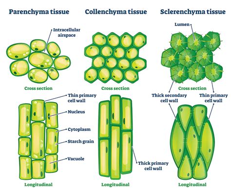 Sclerenchyma Tissue Labeled